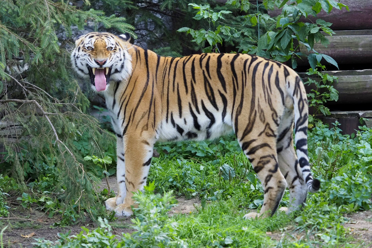 Суматранский Амурский бенгальский тигр. Южно-китайский тигр. Индокитайский тигр. Суматранский тигр и Амурский тигр. Ли тайгер