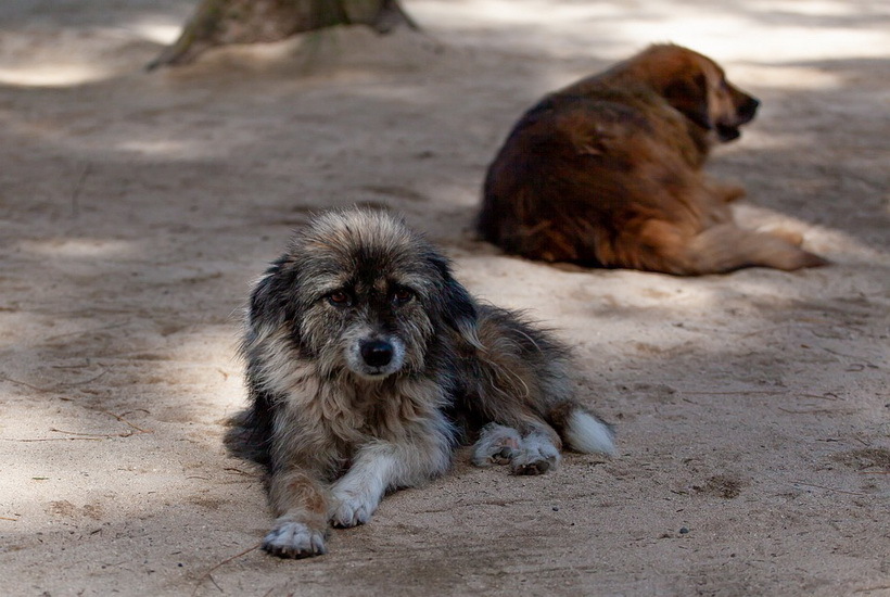 В РФ предложили ввести ответственность для чиновников за нападения бездомных собак