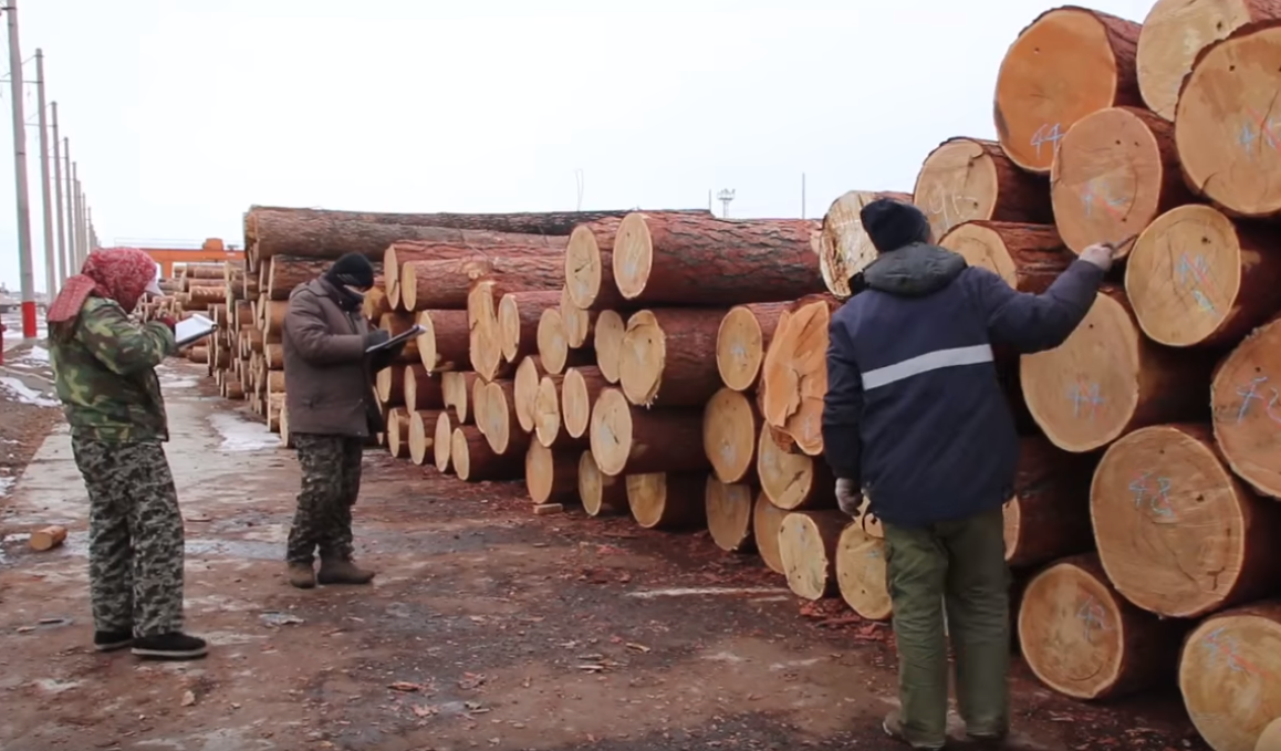 Выбираемый запас древесины. В Китае запрещена вырубка леса. В Европе рубят лес. 2008 Год древесная. Запас древесины в Краснодарском крае.