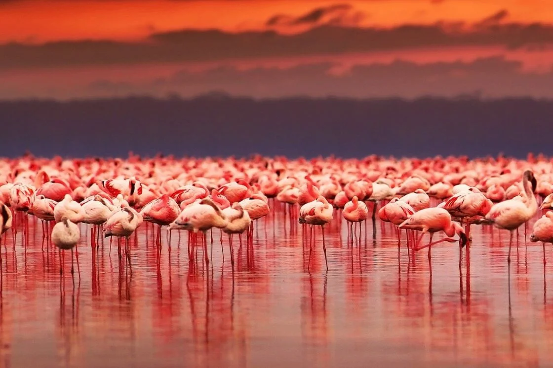 10 фактов об очень опасном озере Натрон в Танзании.