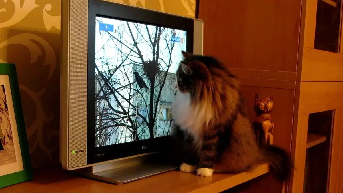 🐱Что видят кошки, когда смотрят телевизор