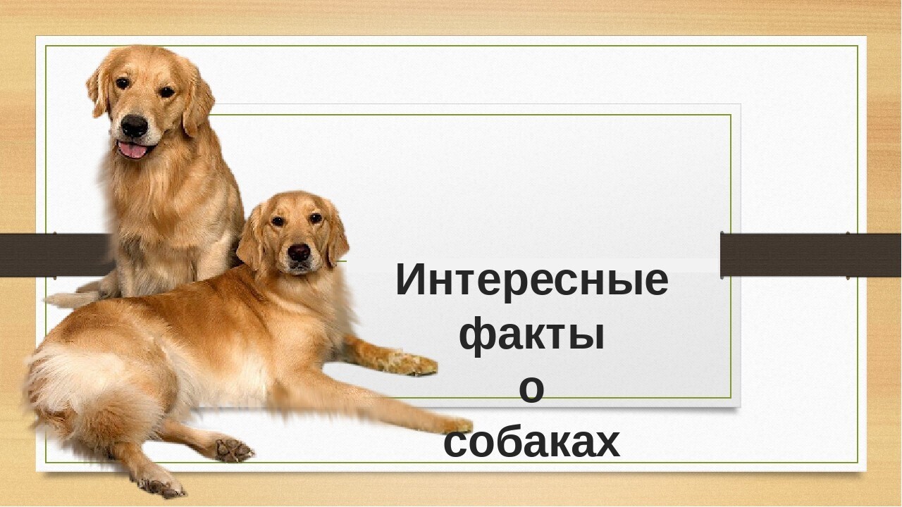 Презентация о собаках