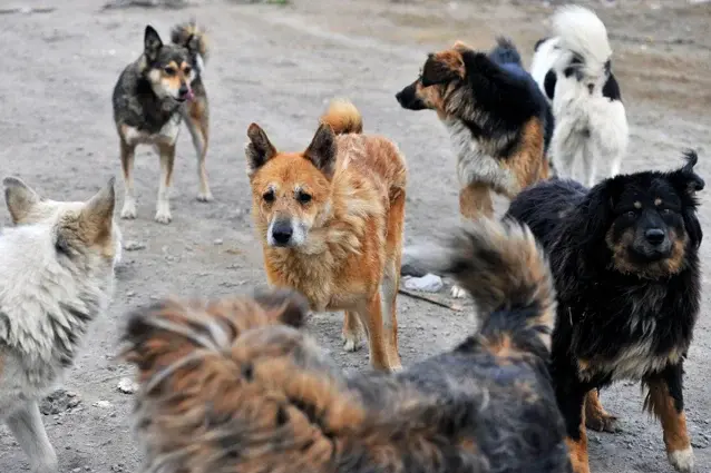 Стаи собак нападают на людей: в января 2022 года хищники вновь вышли на охоту на детей, почему власти бездействуют, новые нападения, как защититься
