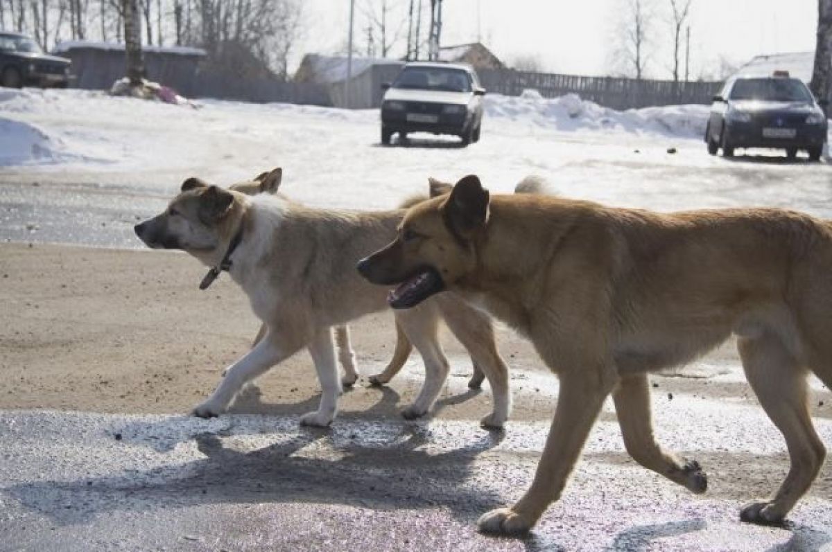 Стаи собак нападают на людей: в января 2022 года хищники вновь вышли на охоту на детей, почему власти бездействуют, новые нападения, как защититься