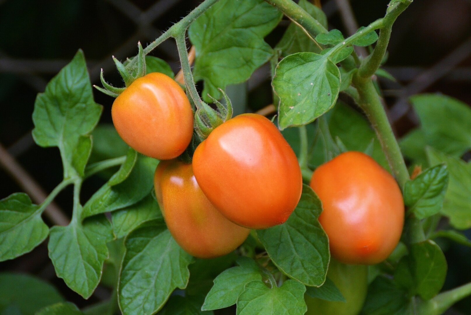 Календарь посадки семян томатов на рассаду. Когда сеять помидоры на рассаду в Сибири в 2022 году. Сроки посадки по лунному календарю в 2022 году?