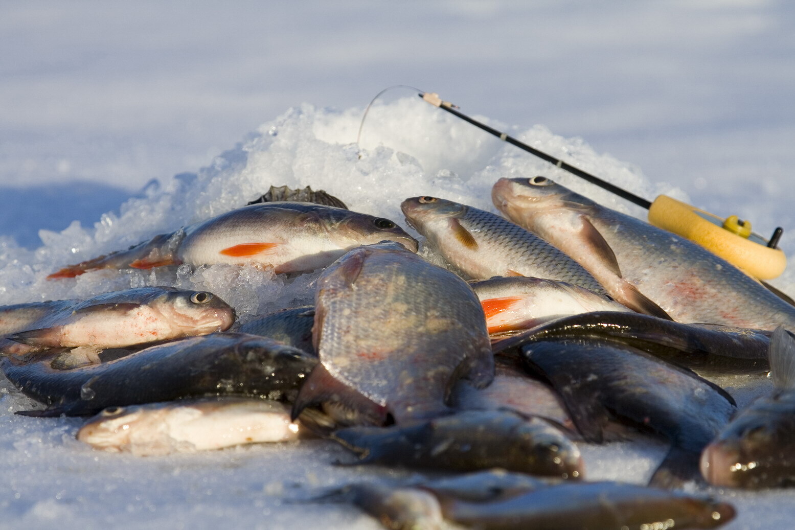 Где зимой ловят рыбу. Зимняя рыбалка. Зимний улов. Зимний улов рыбы. Зимняя рыбалка улов.