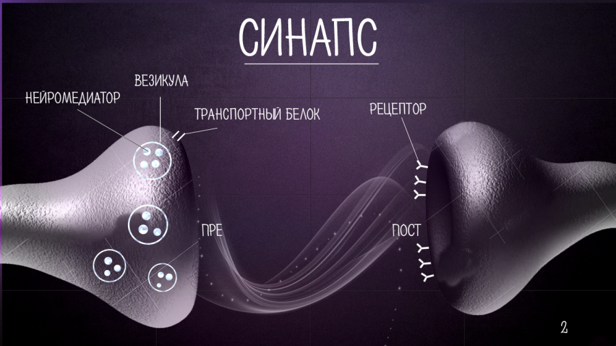 Что такое синапс. Синапс. Медиаторы синапсов. Синапс и нейромедиаторы. Синапс нейромедиатор.