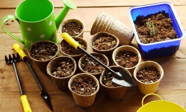 Лунный посевной календарь огородника на 2022 год: когда сеять перец, баклажан, томат? Благоприятные и неблагоприятные дни для посева 2022