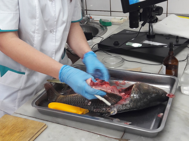 Оценка качества рыбы. Ветеринарно-санитарная экспертиза рыбы. Лабораторные исследования рыбы. Вет Сан экспертиза рыбы.