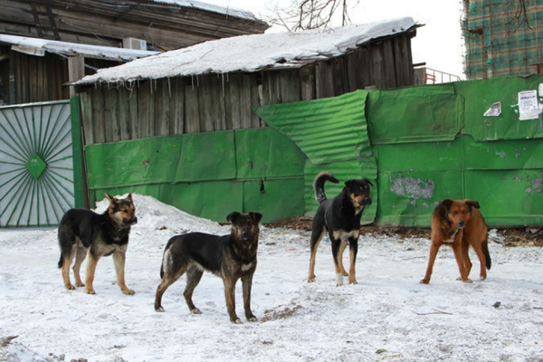 Бродячие животные фото