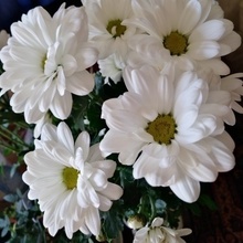 Маргарита, г. Смоленск