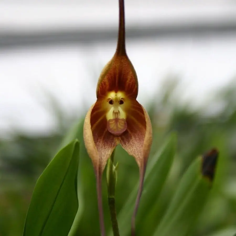 редкие орхидеи фото и названия