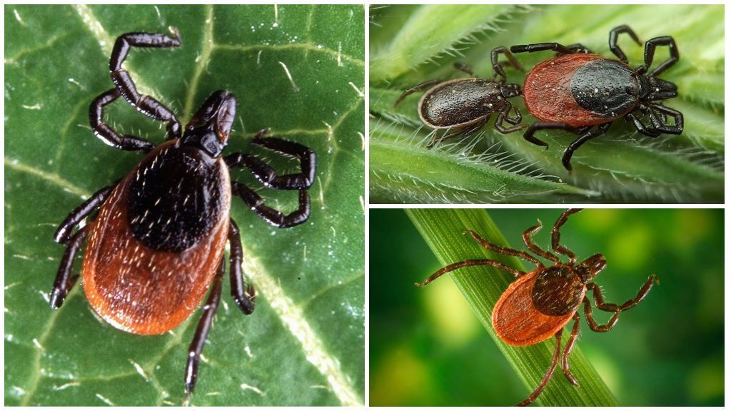 Энцефалит: что это такое, чем вызывается. Лечение легкого энцефалита ...