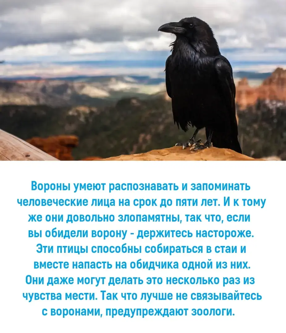 Обиженные вороны сидели вокруг каркали. Обиженная ворона. Обиженный ворон. Или вороны. Ворона идет.