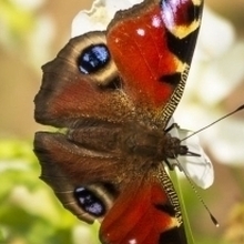 Марина, г. Новосибирск