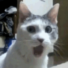 Гость_9024104, г. Ростов-на-Дону