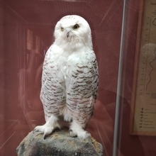 Николай, г. Екатеринбург