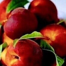 Наталья Александровна, г. Тюмень