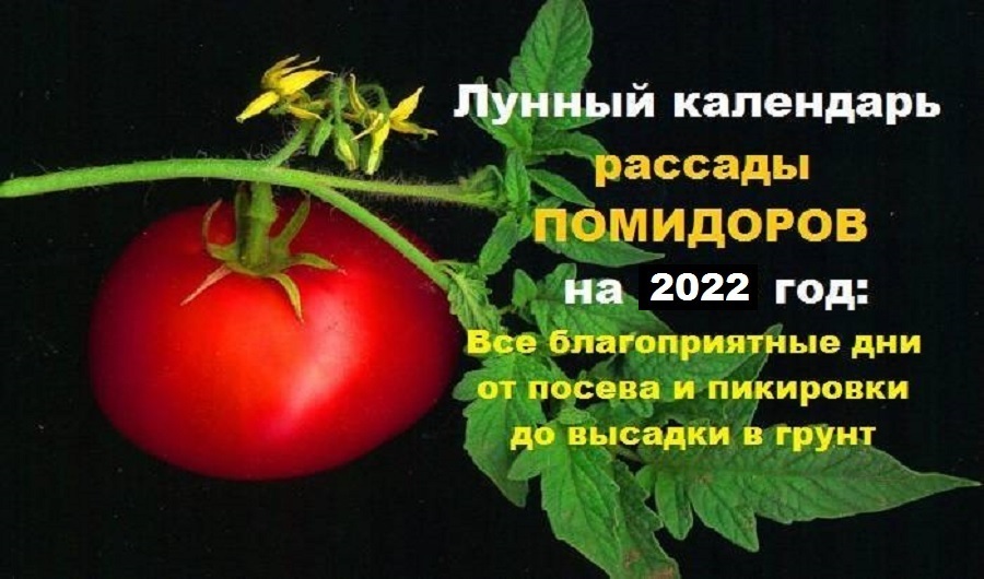 Календарь пикировки томатов в марте 2024 г. Лунный календарь для томатов. Рассада помидор. Благоприятные для посадки помидор. Лунный календарь для высадки томатов.