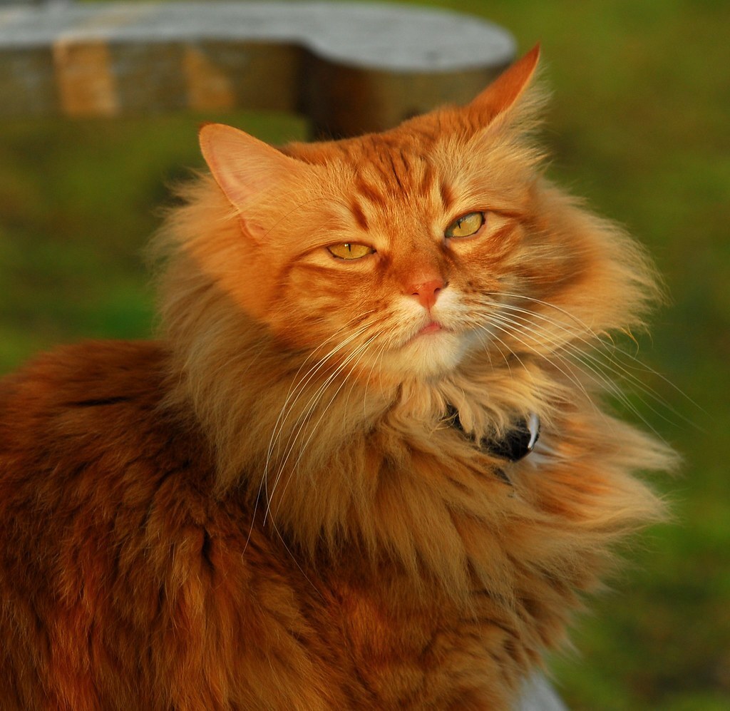 Рыжий кот. Рыжий котенок на солнце. Кошка на солнце. Рыжий кот как солнышко. Рыжий кот как солнышко.