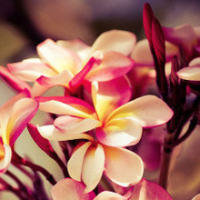 М Наталья, г. Ярославль