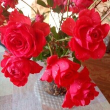 Светлана, г. Кемерово