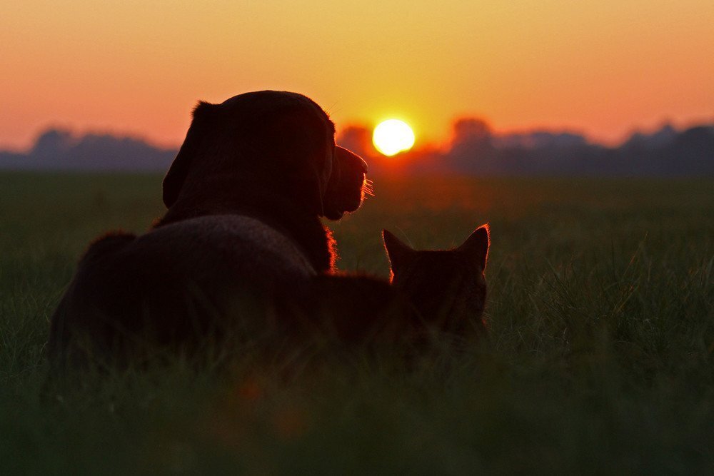 Каким видят окружающий мир собаки и кошки?