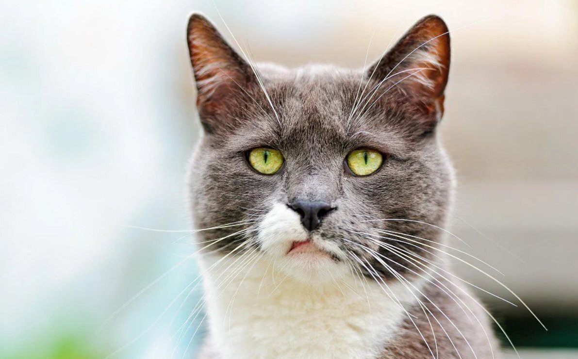 ЦРУ экспериментировало на домашних животных в 60-х годах: секретный проект Acoustic Kitty