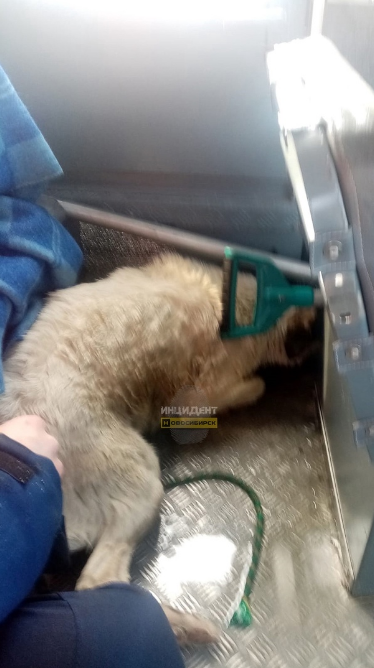 Ушёл под лёд, спасая жизнь собаки: что случилось на воде и чем закончилась история спасения четвероногого? Советы спасателей МАСС, важно знать каждому