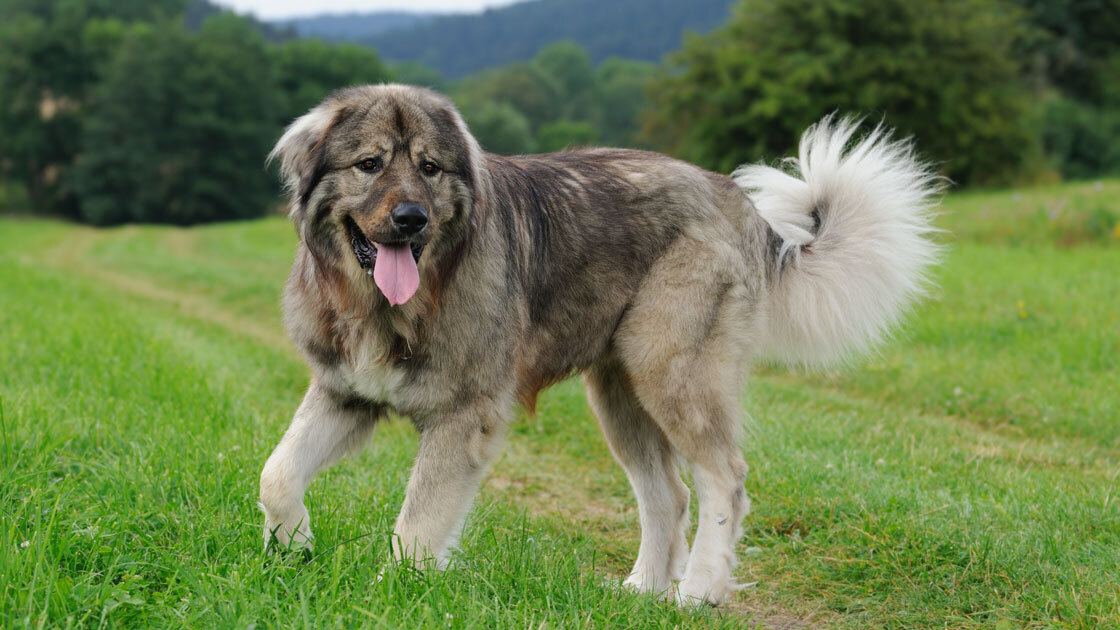 Эти собаки отличаются работоспособностью, сообразительностью и преданностью: cамые крупные и бесстрашные собаки, выбор идеальной собаки для Вас