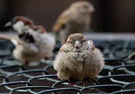Резкое снижение численности воробьев связали с изменением схем озеленения городов.