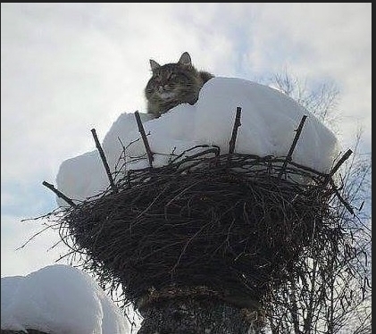 От немецкого информбюро.