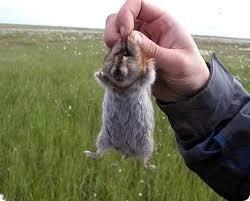 В поисках здравого смысла.