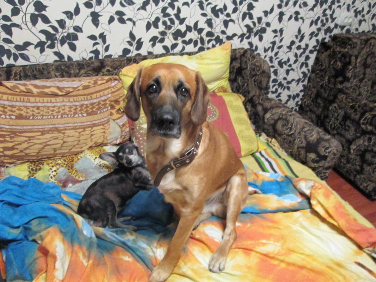 Нам в подъезд подбрасывают щенков. Что делать?