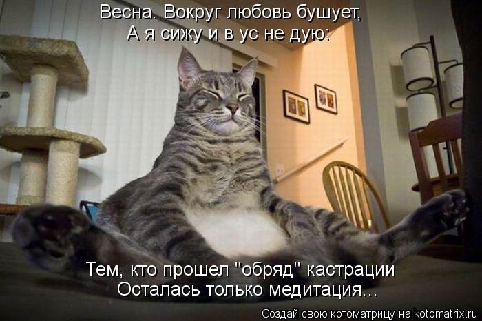 Без кошек жить нельзя на свете, нет!