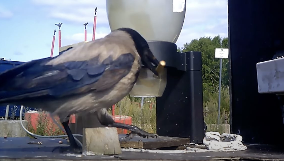 Вороны на уборке мусора . Пилотный проект Швеции