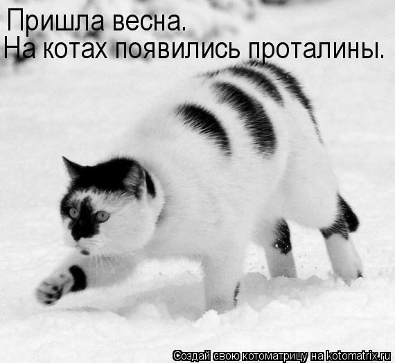 Без кошек жить нельзя на свете, нет!