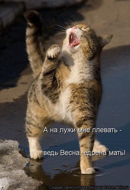 Без кошек жить нельзя на свете, нет!