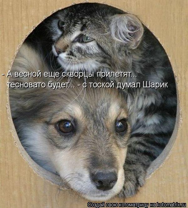 Без кошек жить нельзя на свете, нет!