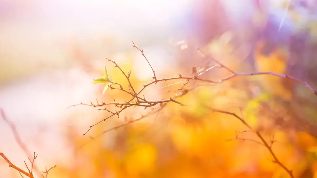 Василий Теплый: обязательно нужно 4 апреля совершать специальные обряды с Солнцем