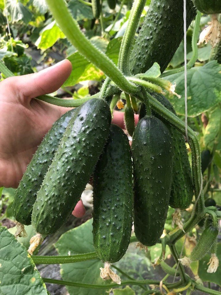 Скоро дачный сезон. Выращиваем раннеспелые огурцы в теплице. Самые урожайные сорта.