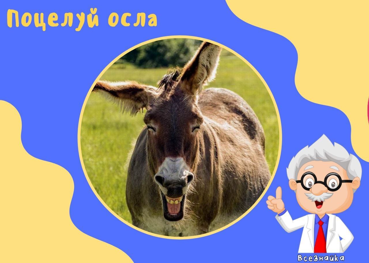 Умора да и только.