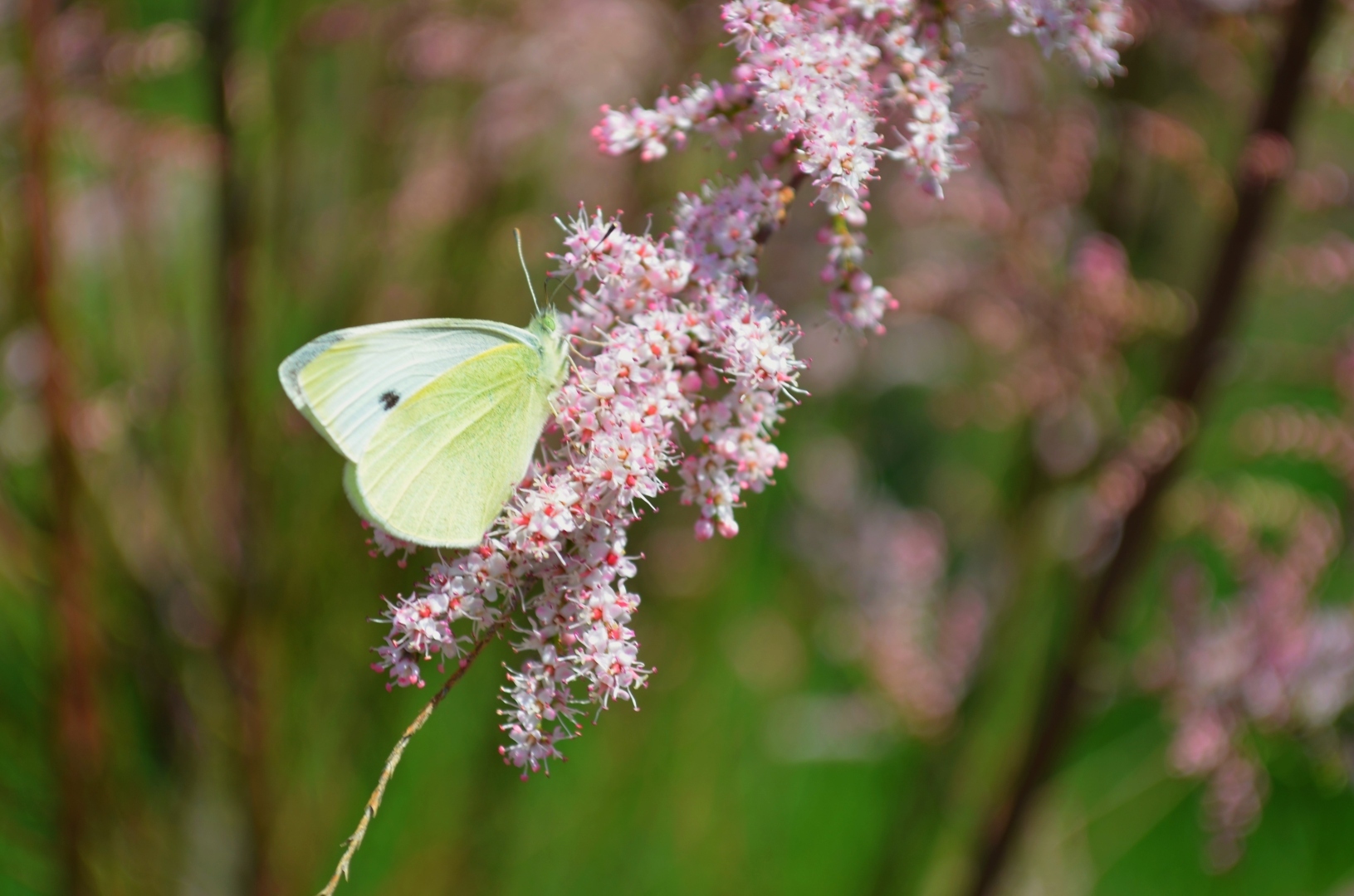 Весна пришла