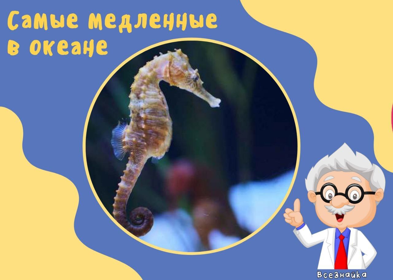 Самые медленные в океане Морские коньки — единственные существа на планете, у которых самцы вынашивают потомство.