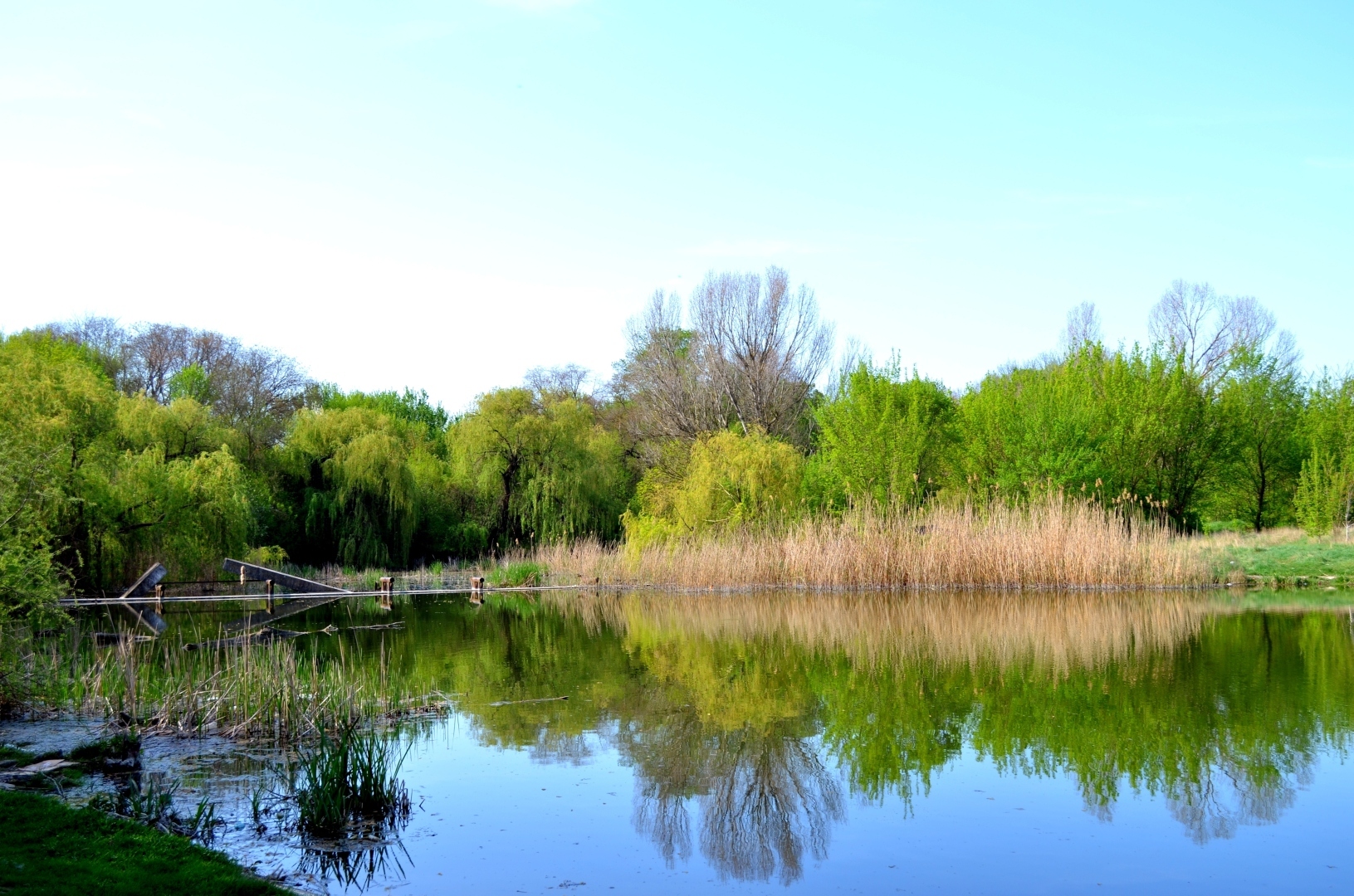 У небольшого пруда...