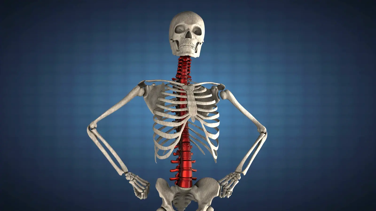 Скелет человека с легкими