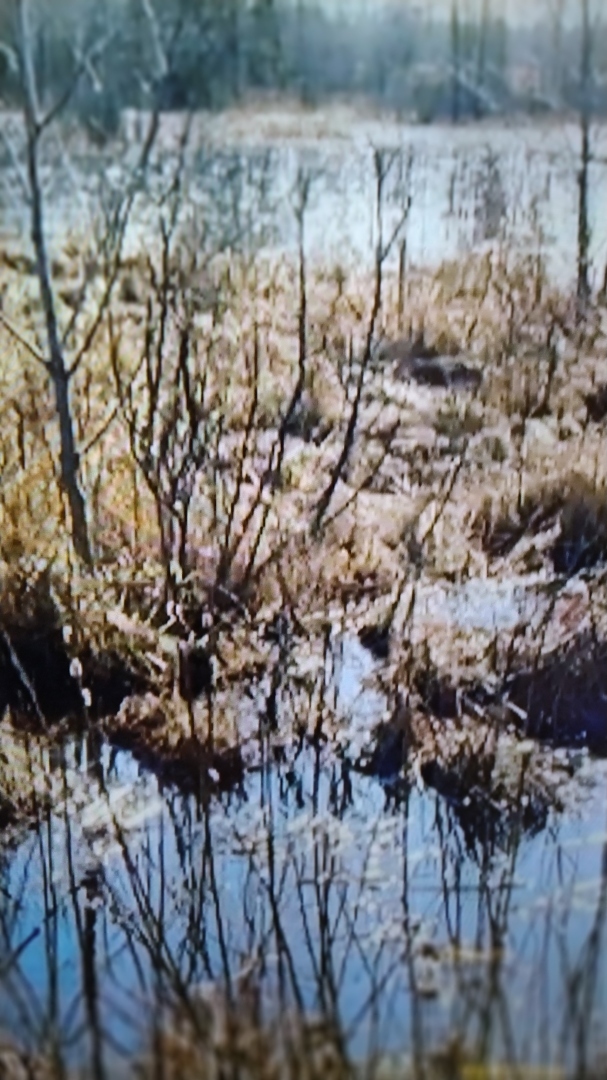 В каком произведении часть событий происходит на гримпенской трясине?