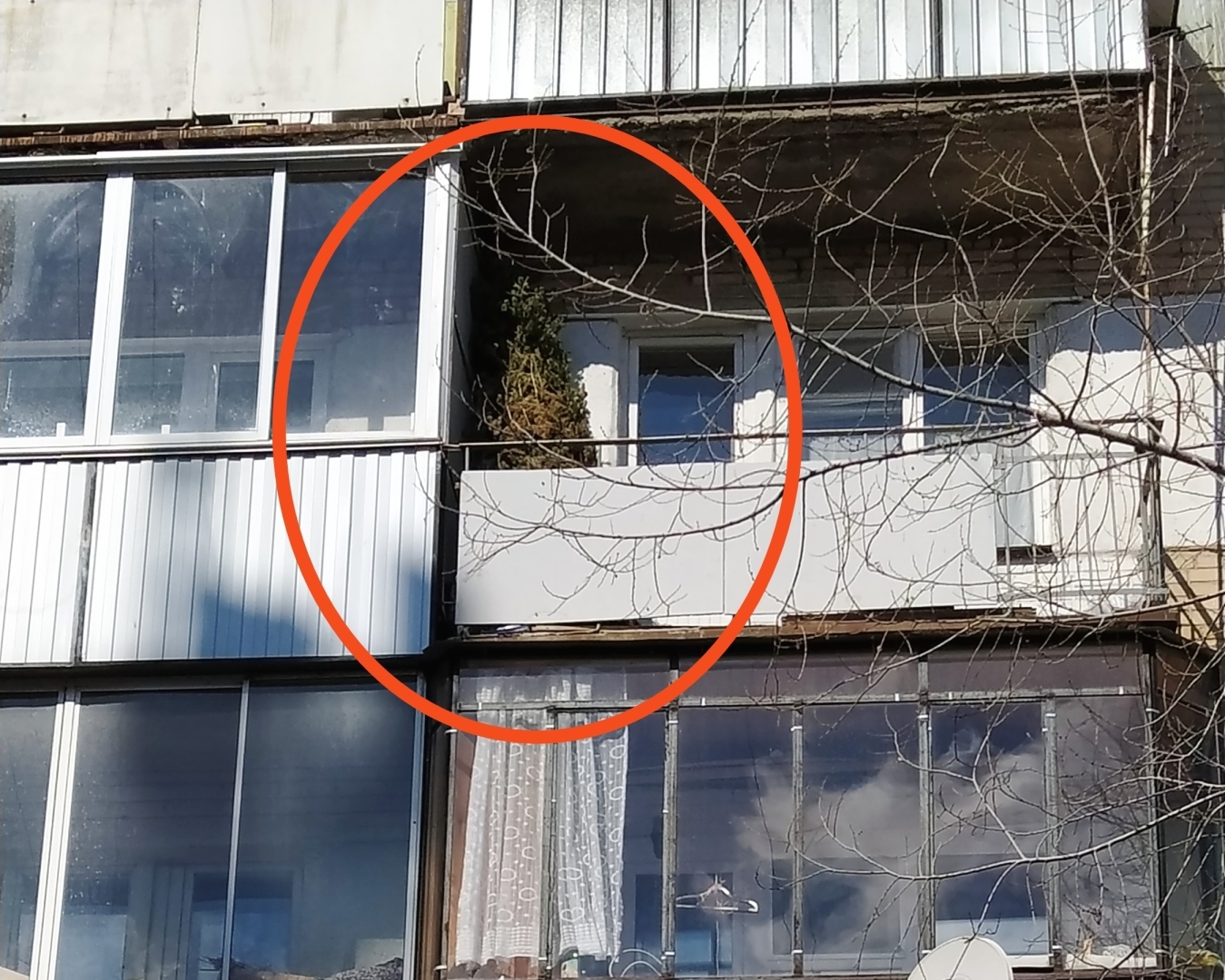 А когда Вы выбрасываете новогоднюю ёлку?