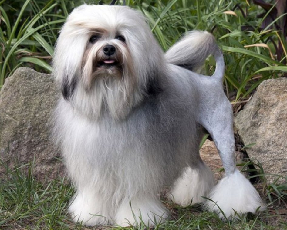 ТОП 5 редких пород собак, которых невозможно просто встретить на улице