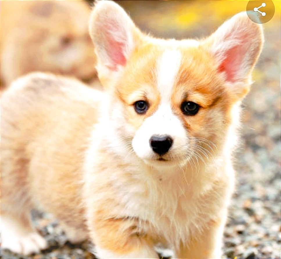 Должны ли владельцы собак убирать, за своими питомцами, в местах не предназначенных для выгула?